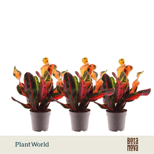 Codiaeum Mammi 20cm 7cm Pot