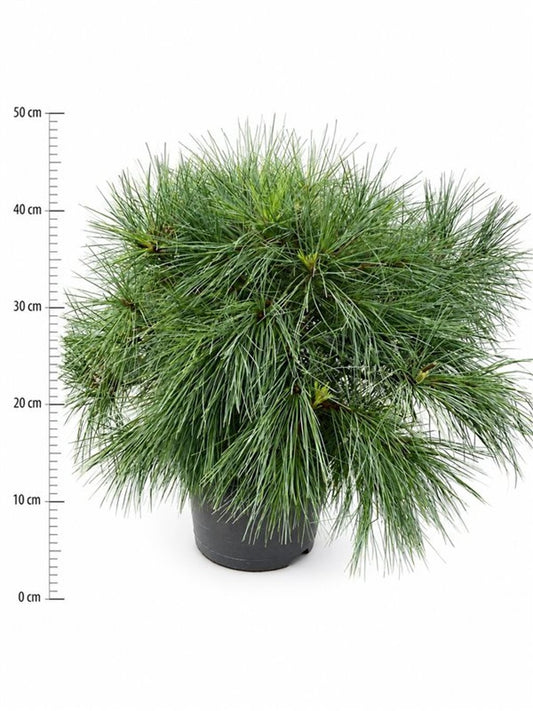 Pinus str. Blue Shag 45cm 23cm Pot
