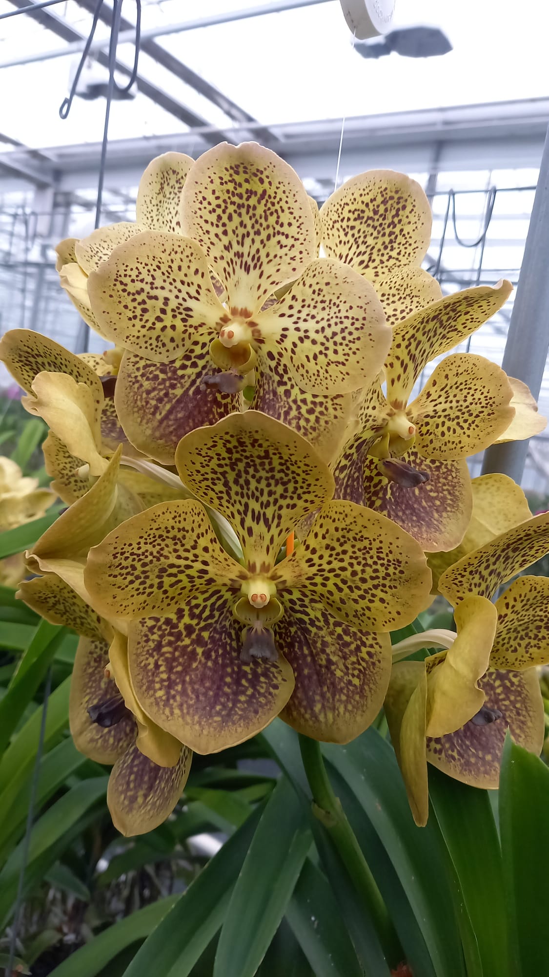 Vanda Yellow Beauty