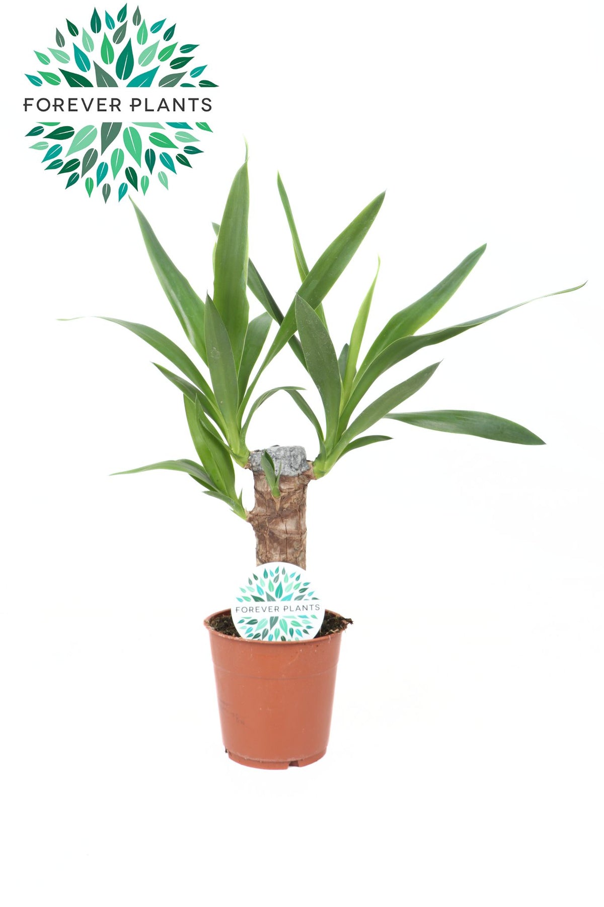Yucca elephantipes 45cm 12cm Pot