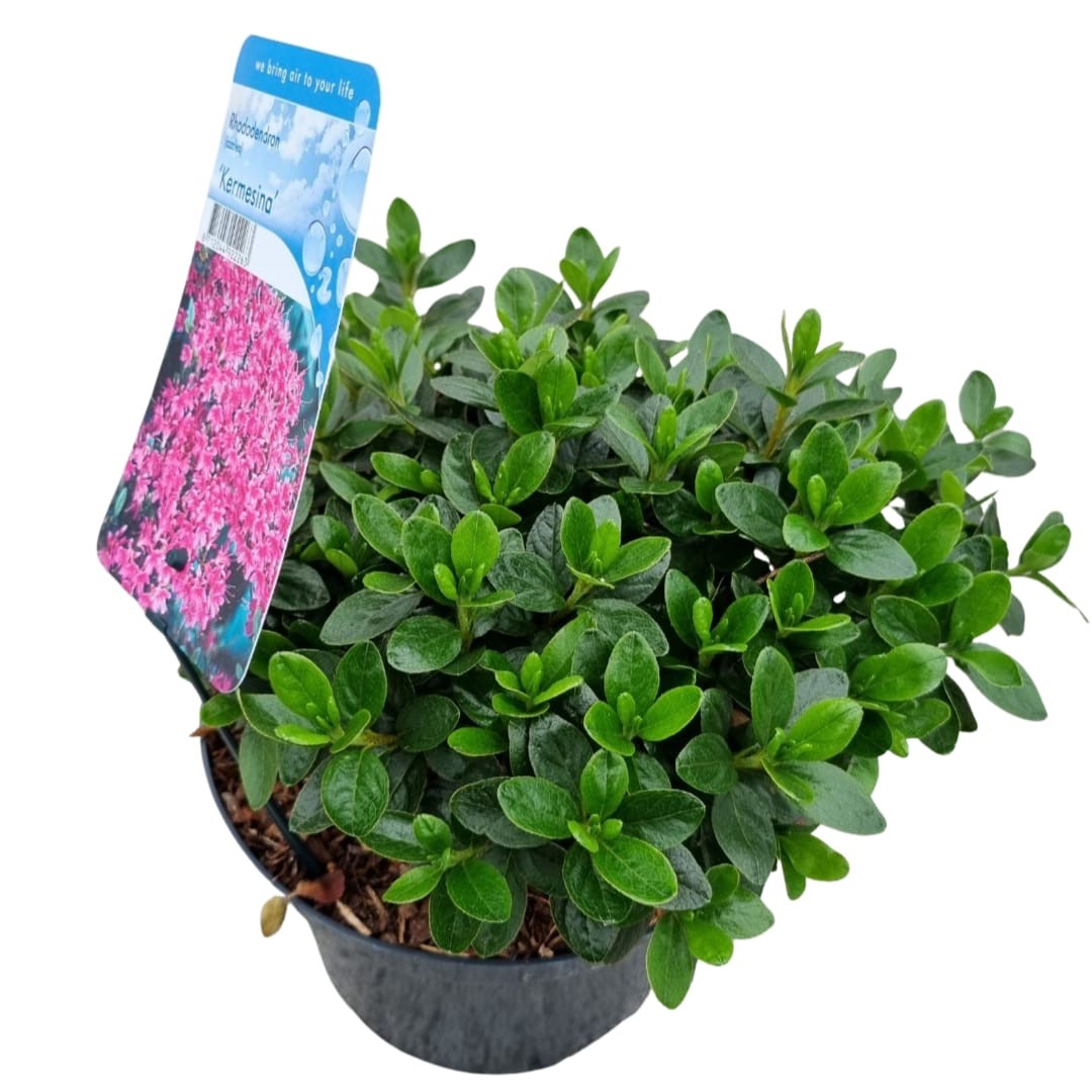 Rhododendron Kermesina 35cm 18cm Pot