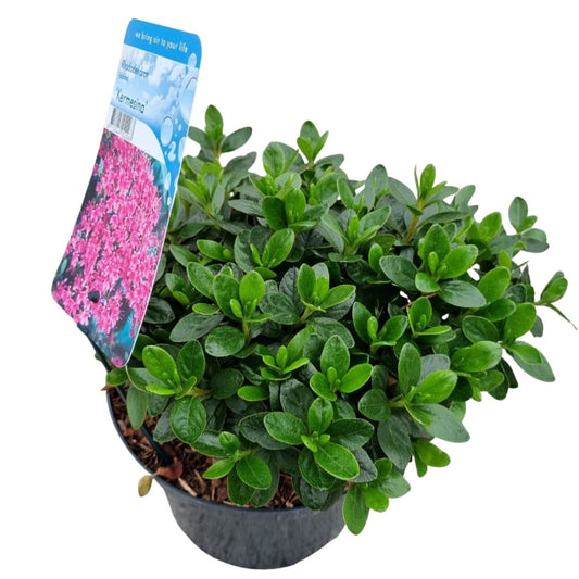 Rhododendron Kermesina 35cm 18cm Pot
