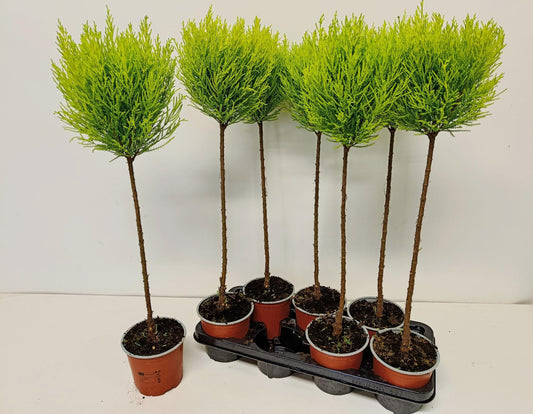 Cupressus Goldcrest standard 75cm 14cm Pot