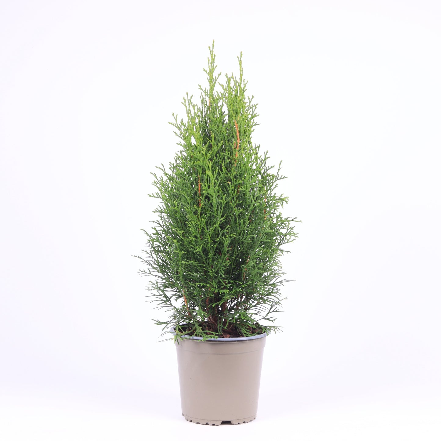 Thuja occidentalis Smaragd 50cm 15cm Pot