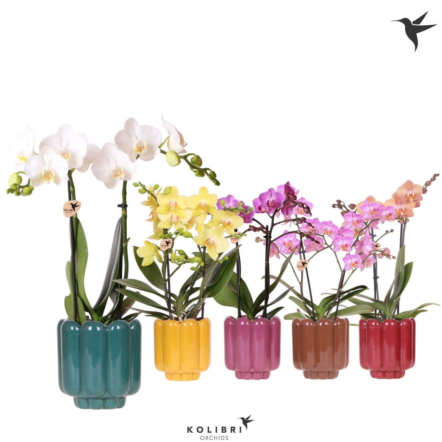 Kolibri Orchids Phalaenopsis mix 2 spike in Retro pot green yellow mix 40cm 9cm Pot