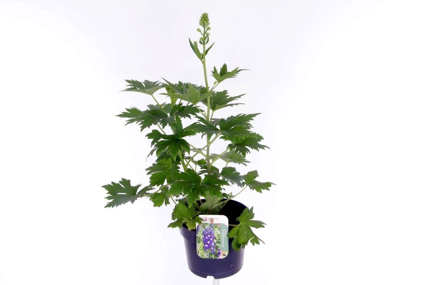 Delphinium Magic Fount. D.blue Darkbee 55cm 17cm Pot
