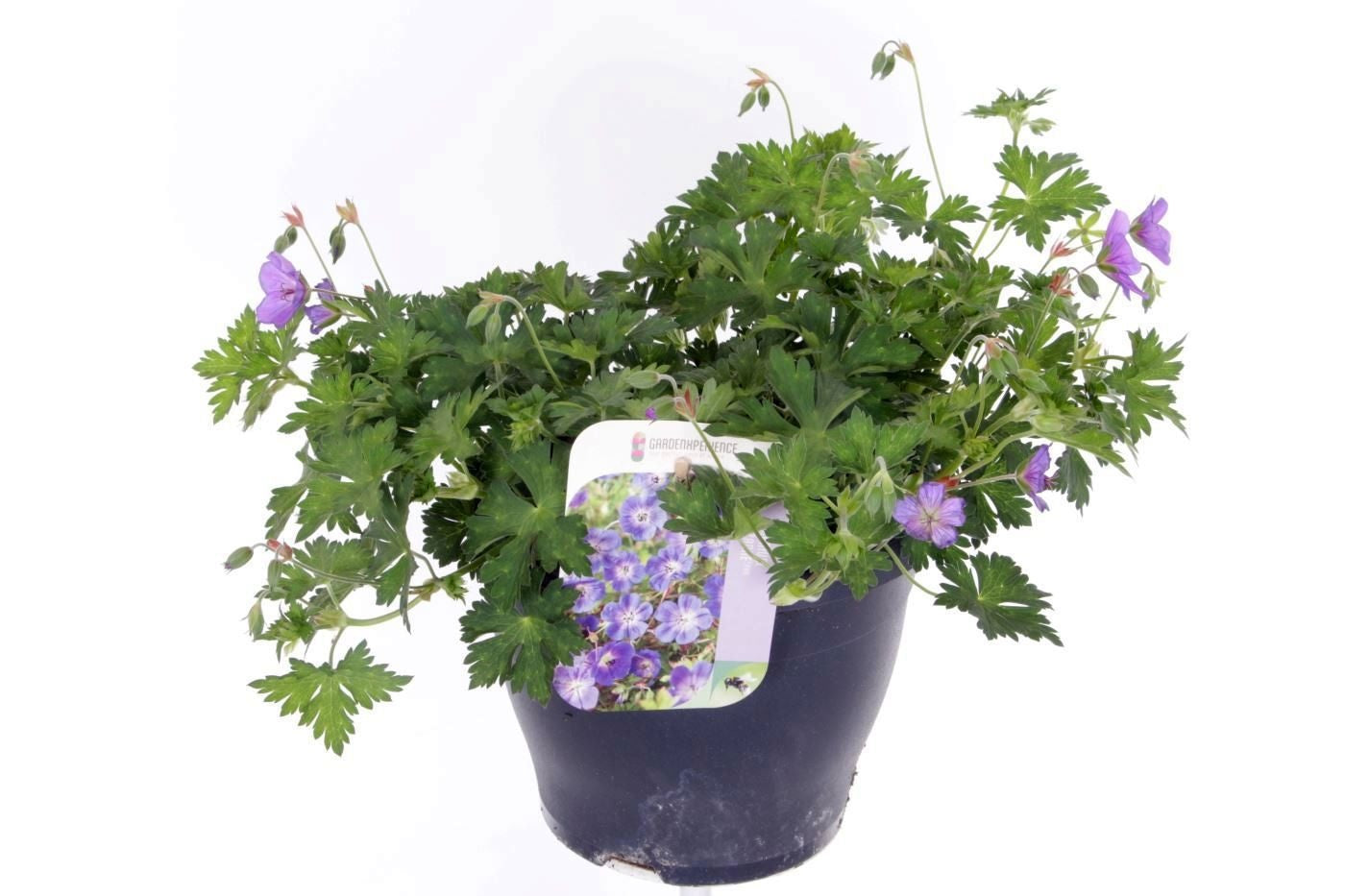 Geranium Rozanne (Hardy) 35cm 23cm Pot