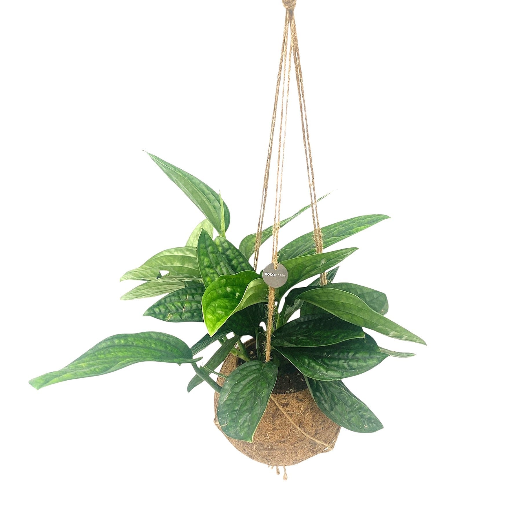 Epipremnum pinnatum Marble Planet 40cm 17cm Pot