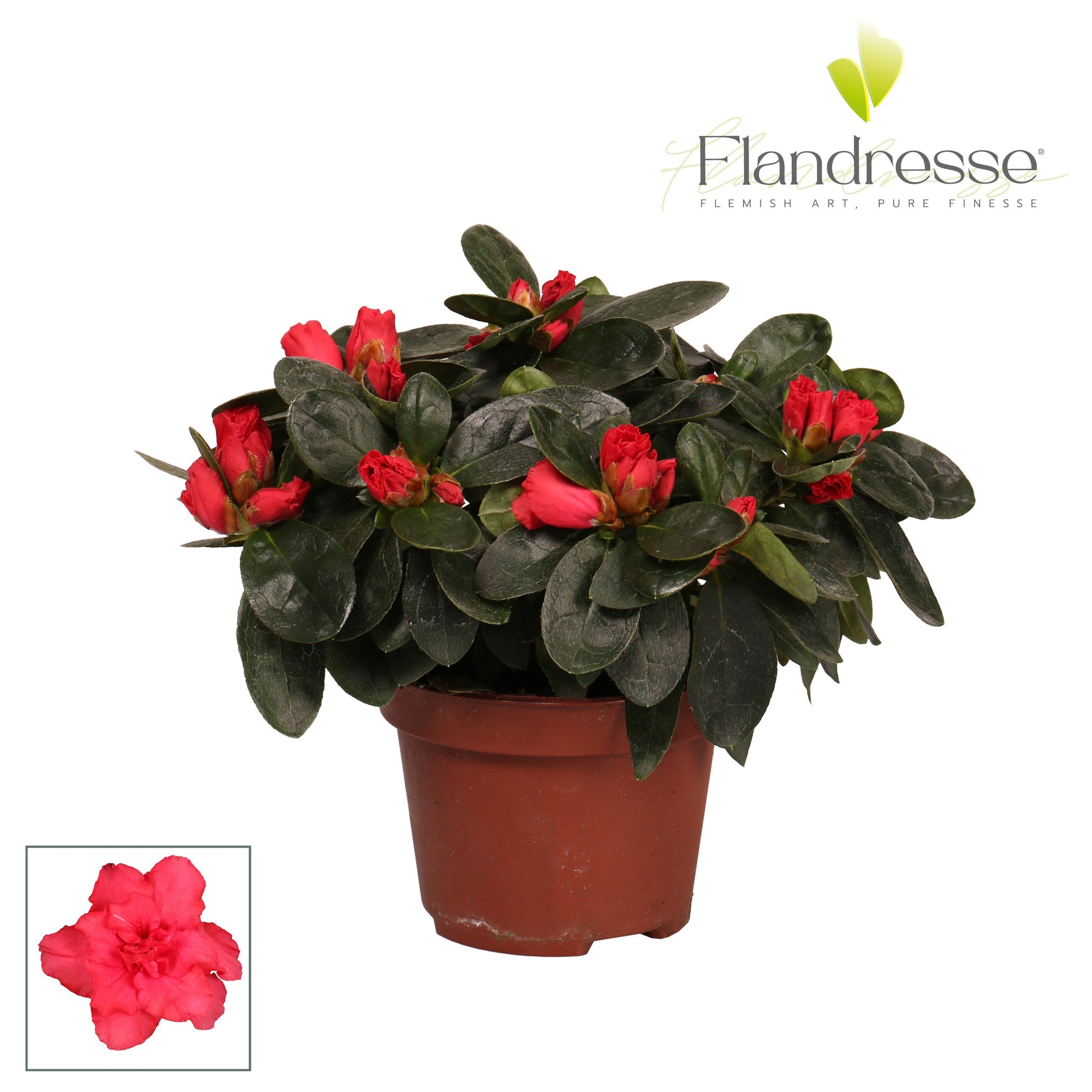Rhododendron simsii red 17cm 10.5cm Pot