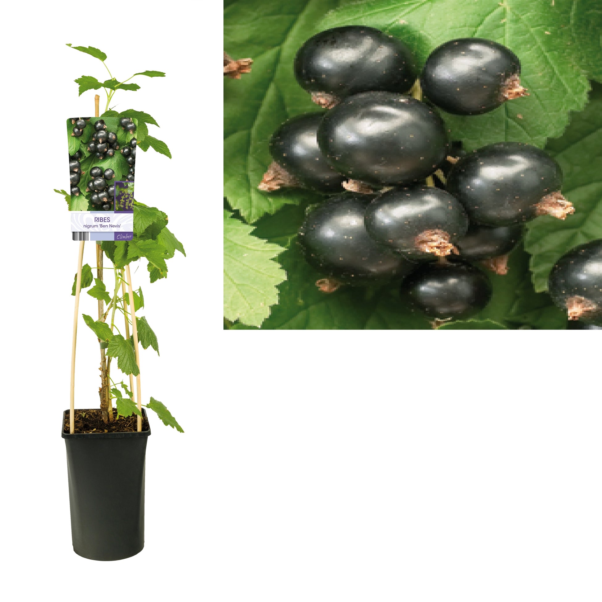 Ribes nigrum 75cm 17cm Pot