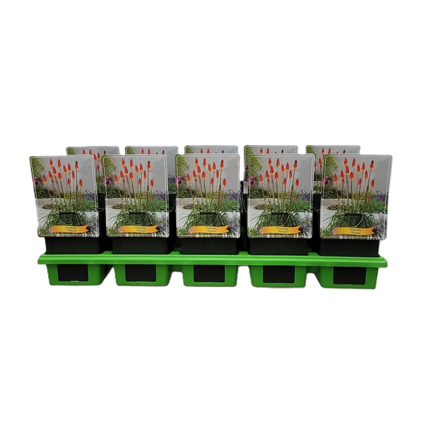 Kniphofia Alcazar 25cm 11cm Pot