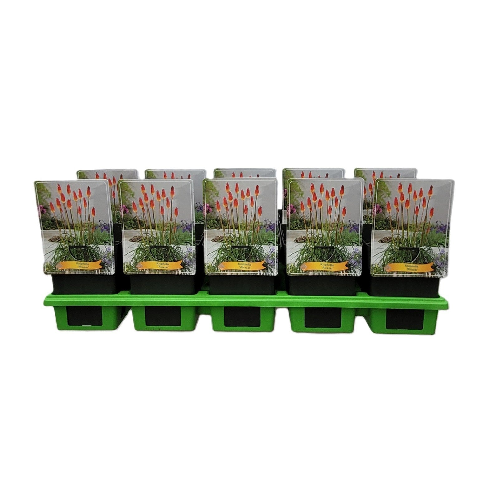 Kniphofia Alcazar 25cm 11cm Pot
