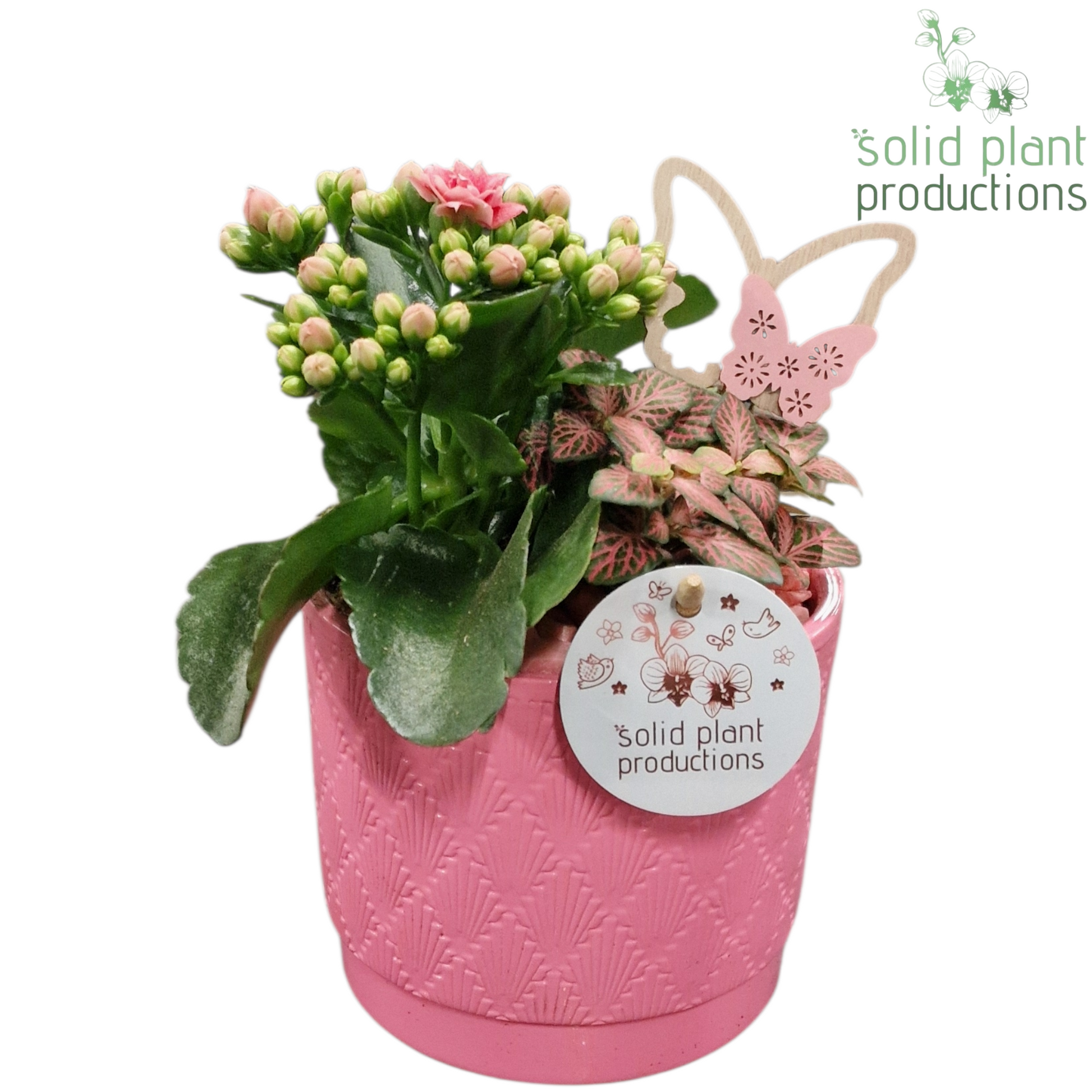 KF001 Ariël Pink 25cm 12cm Pot