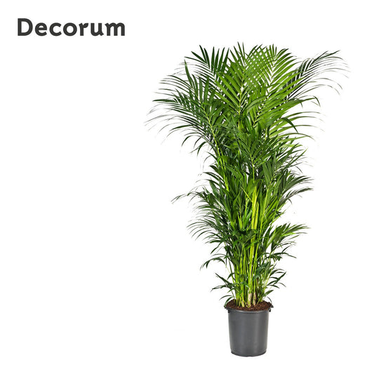 Howea forsteriana 250cm 40cm Pot