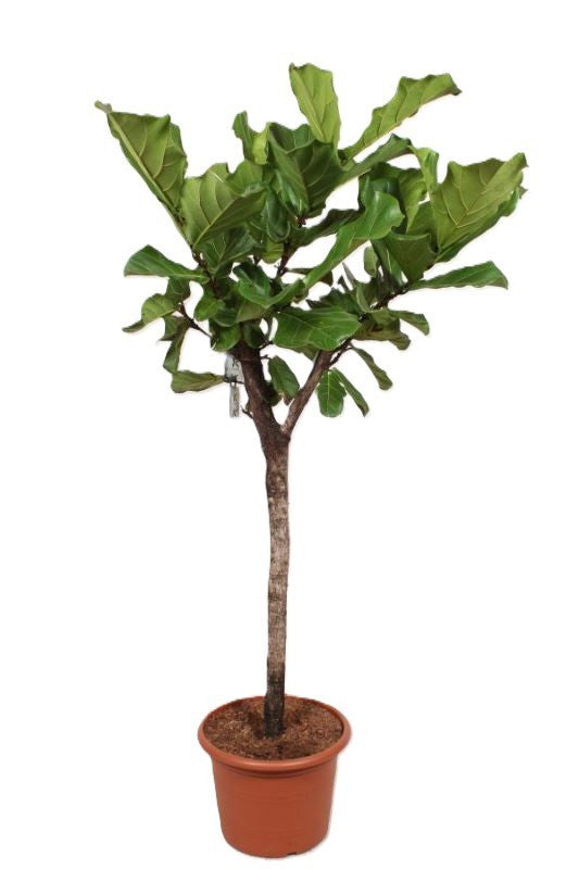Ficus lyrata 220cm 45cm Pot