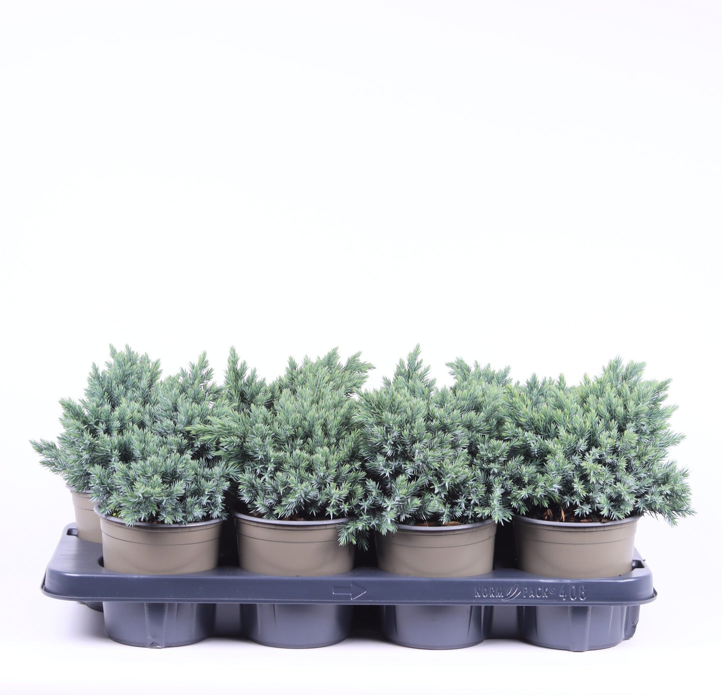 Juniperus Blue Star 15cm 13cm Pot
