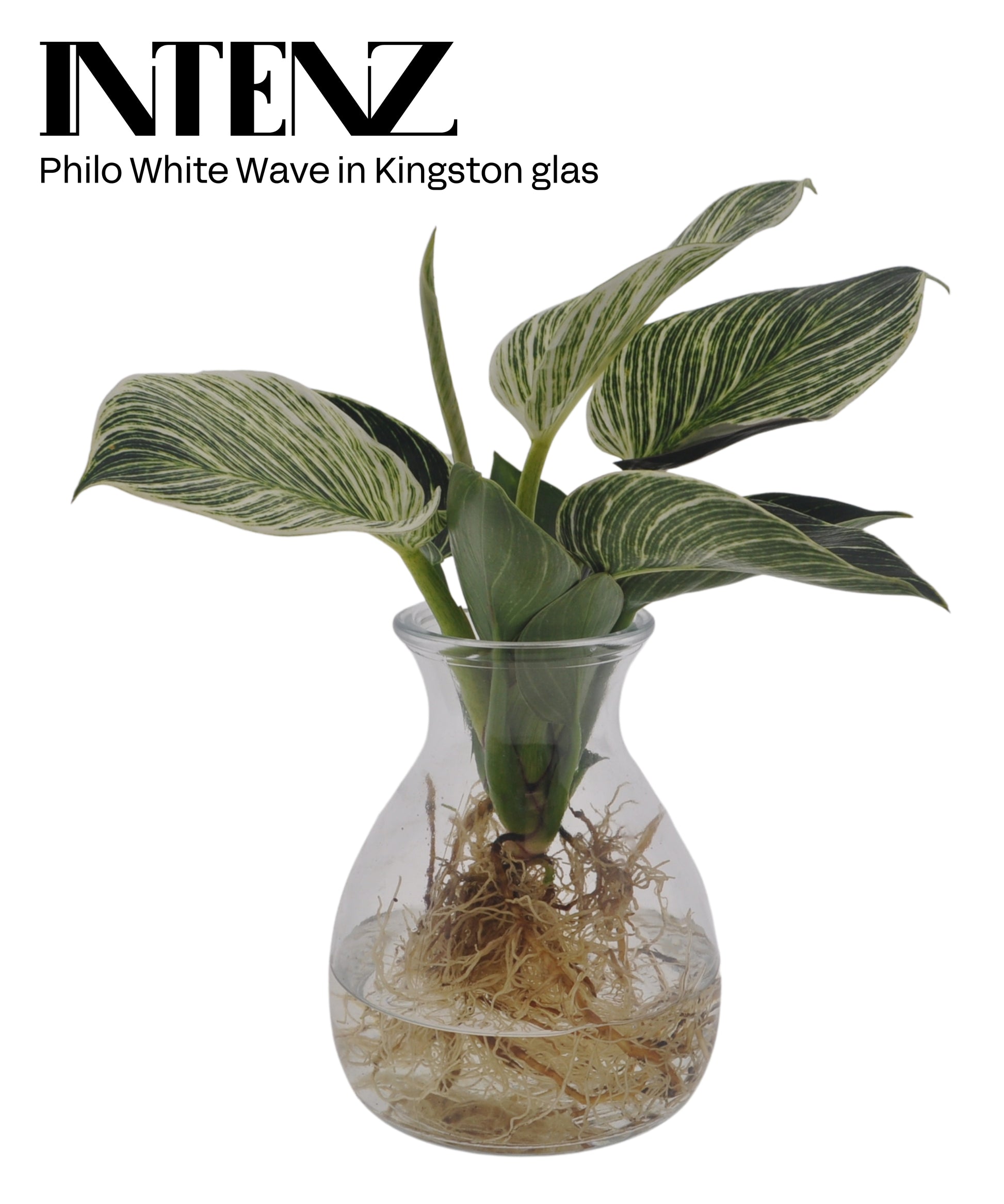 VDE plant BV Philodendron White Wave Pack of 3