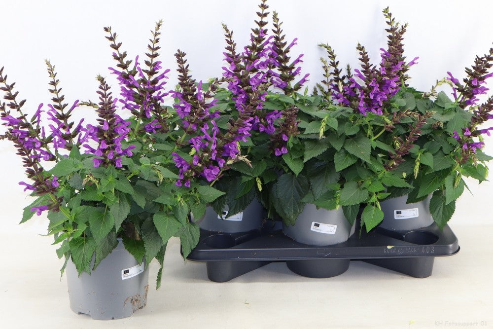 Salvia officinalis 50cm 19cm Pot