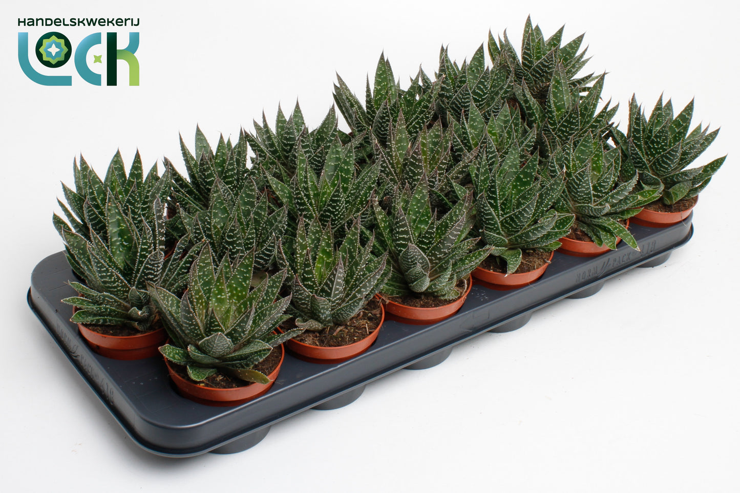 Gasteria apollo 15cm 8.5cm Pot