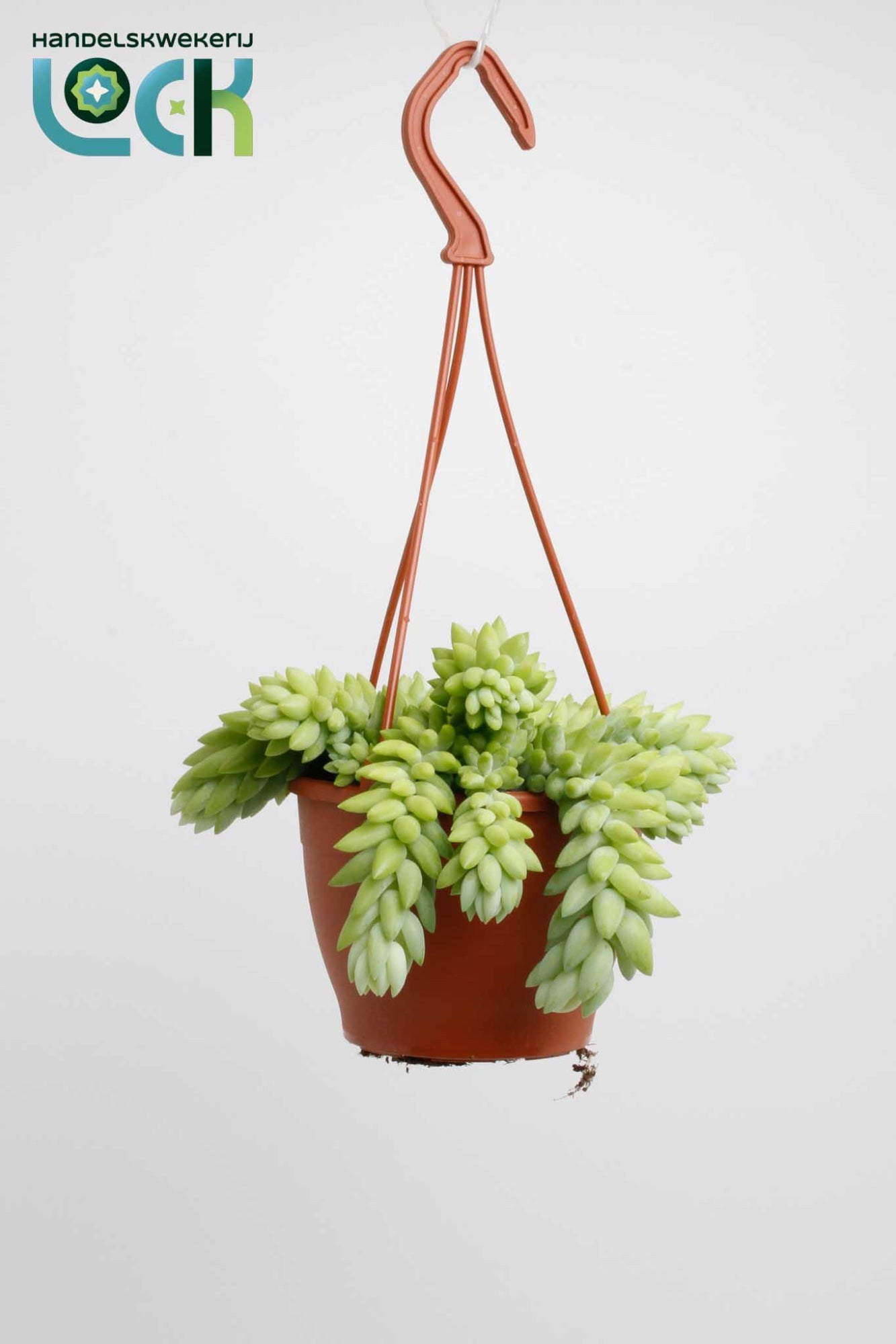 Sedum morganianum 15cm 12cm Pot