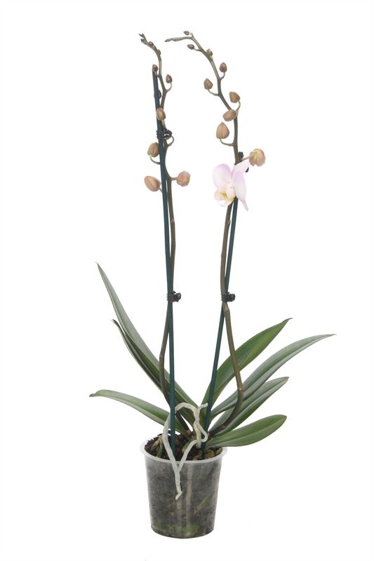 Phalaenopsis pink 55cm 12cm Pot