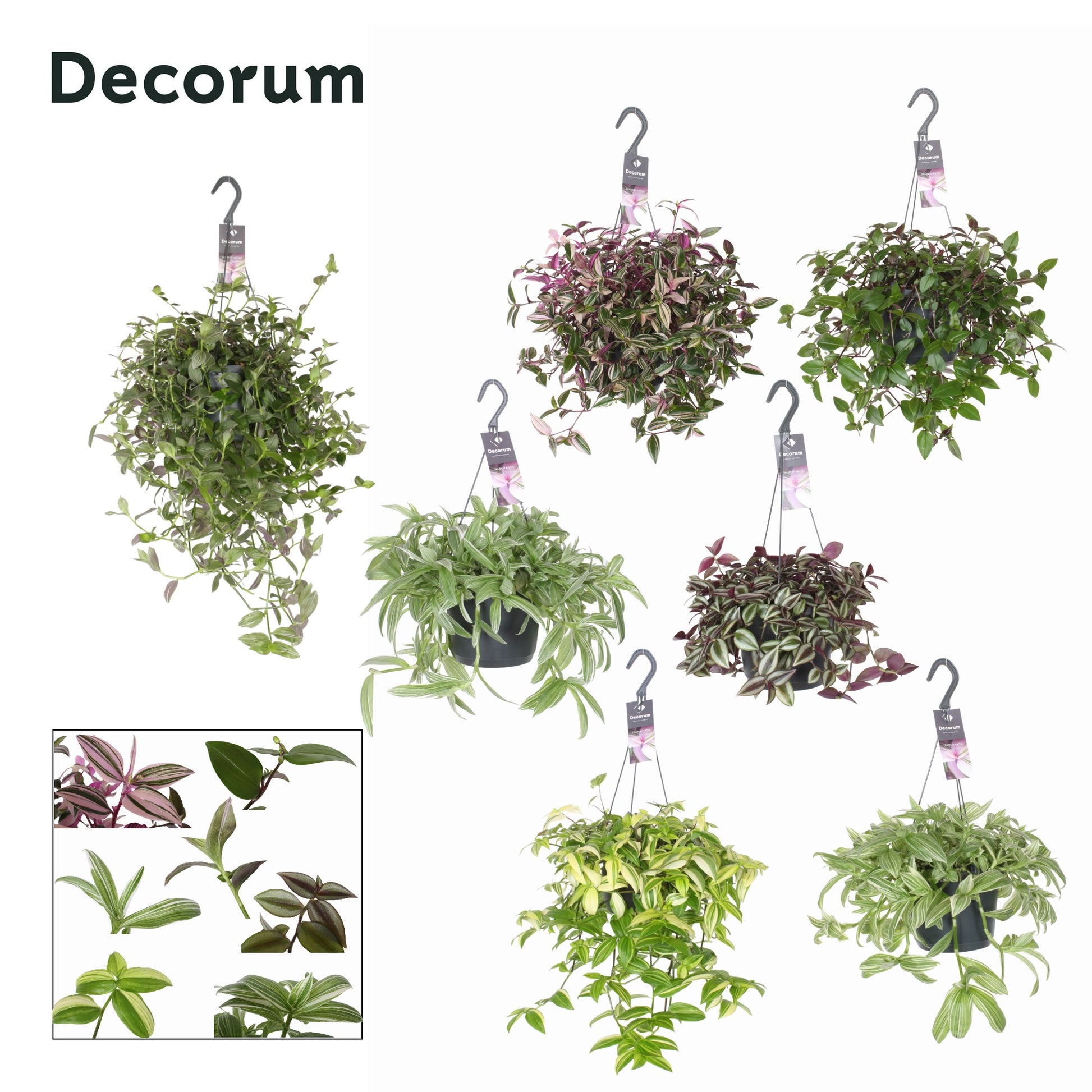 Hillplant BV Tradescantia mix Pack of 3