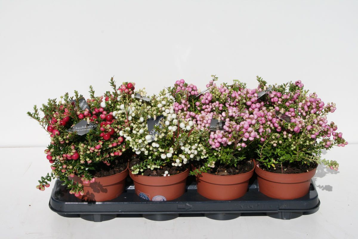 Gaultheria mucronata 25cm 14cm Pot