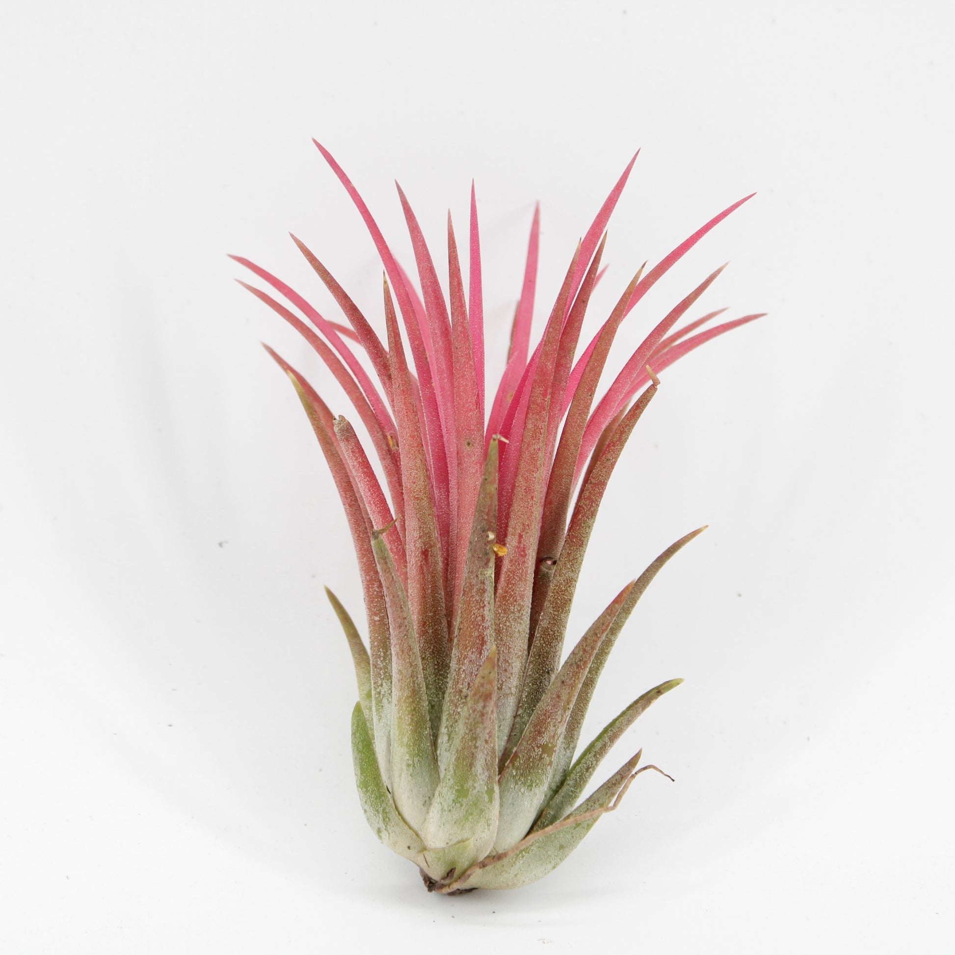 Tillandsia Creative red 7cm 998cm Pot