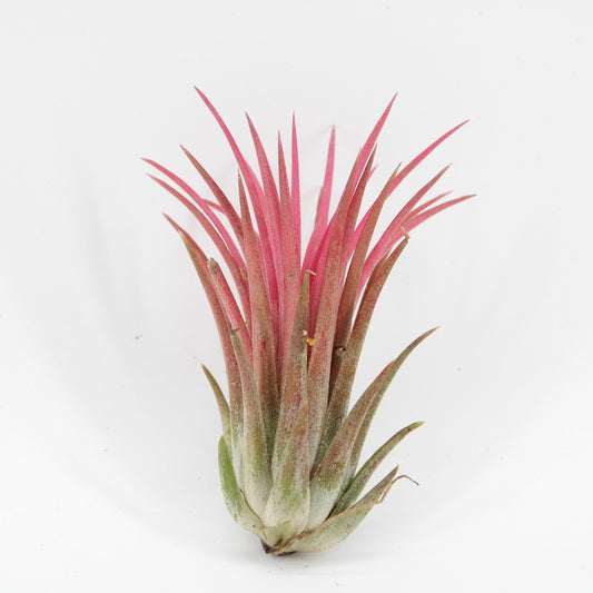 Zeur Niet, kwekerij Tillandsia Creative red Pack of 15