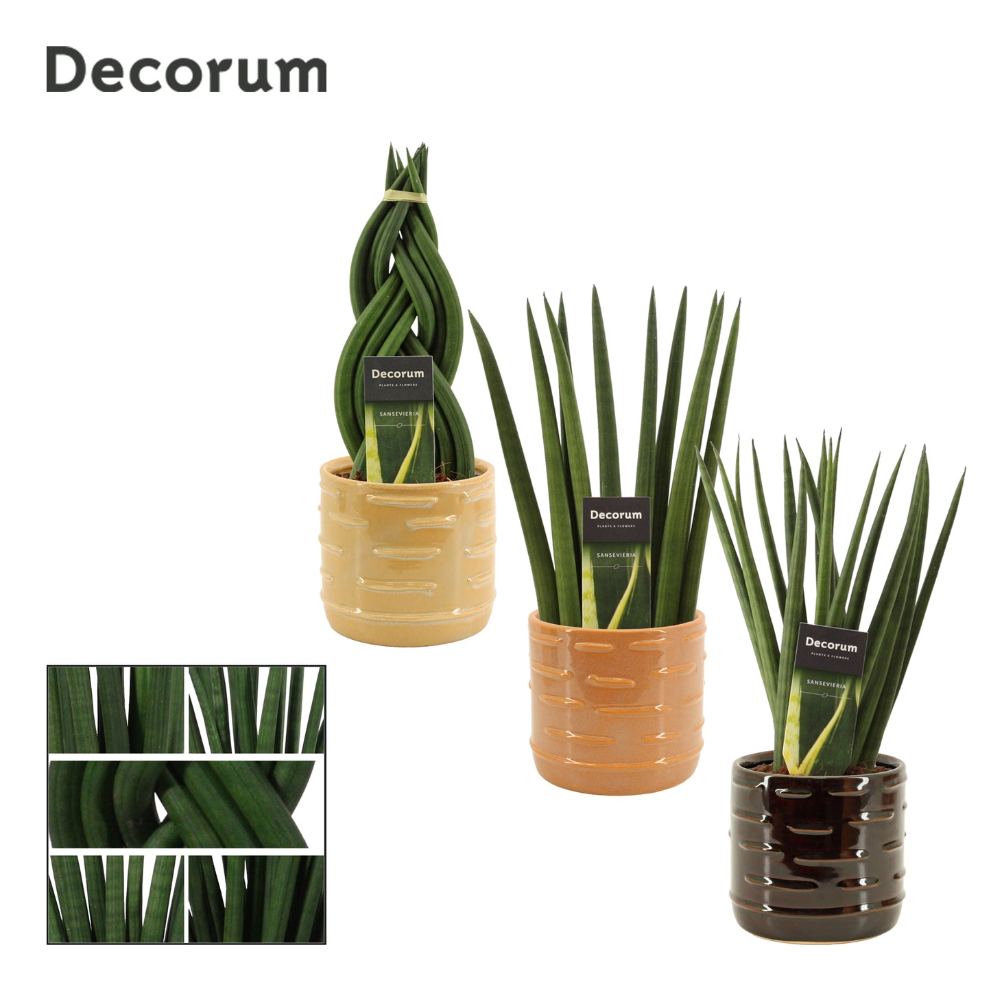 Duijn-Hove BV, kwekerij Sansevieria cylindrica Pack of 5