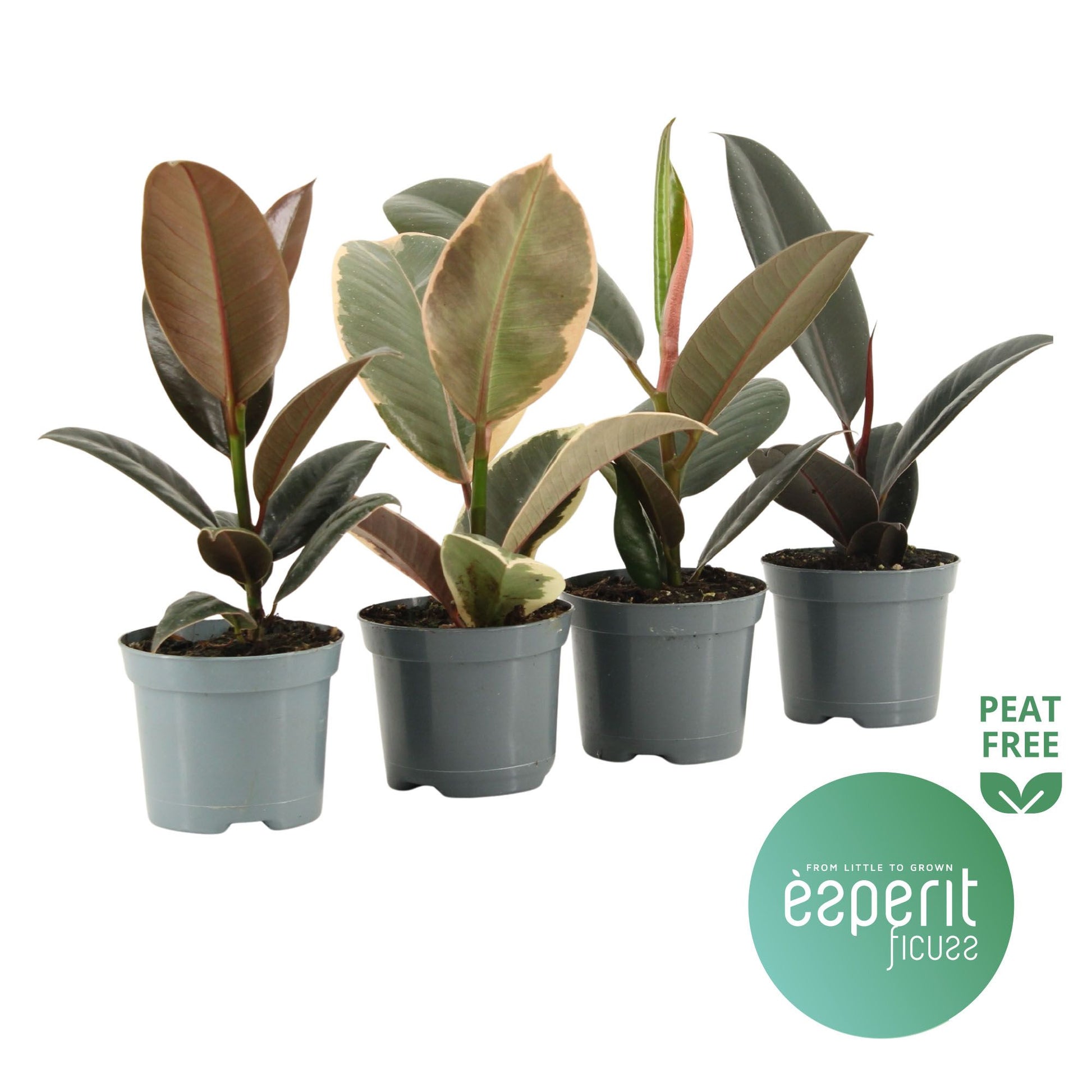 Ficus elastica 20cm Special Pot (508)