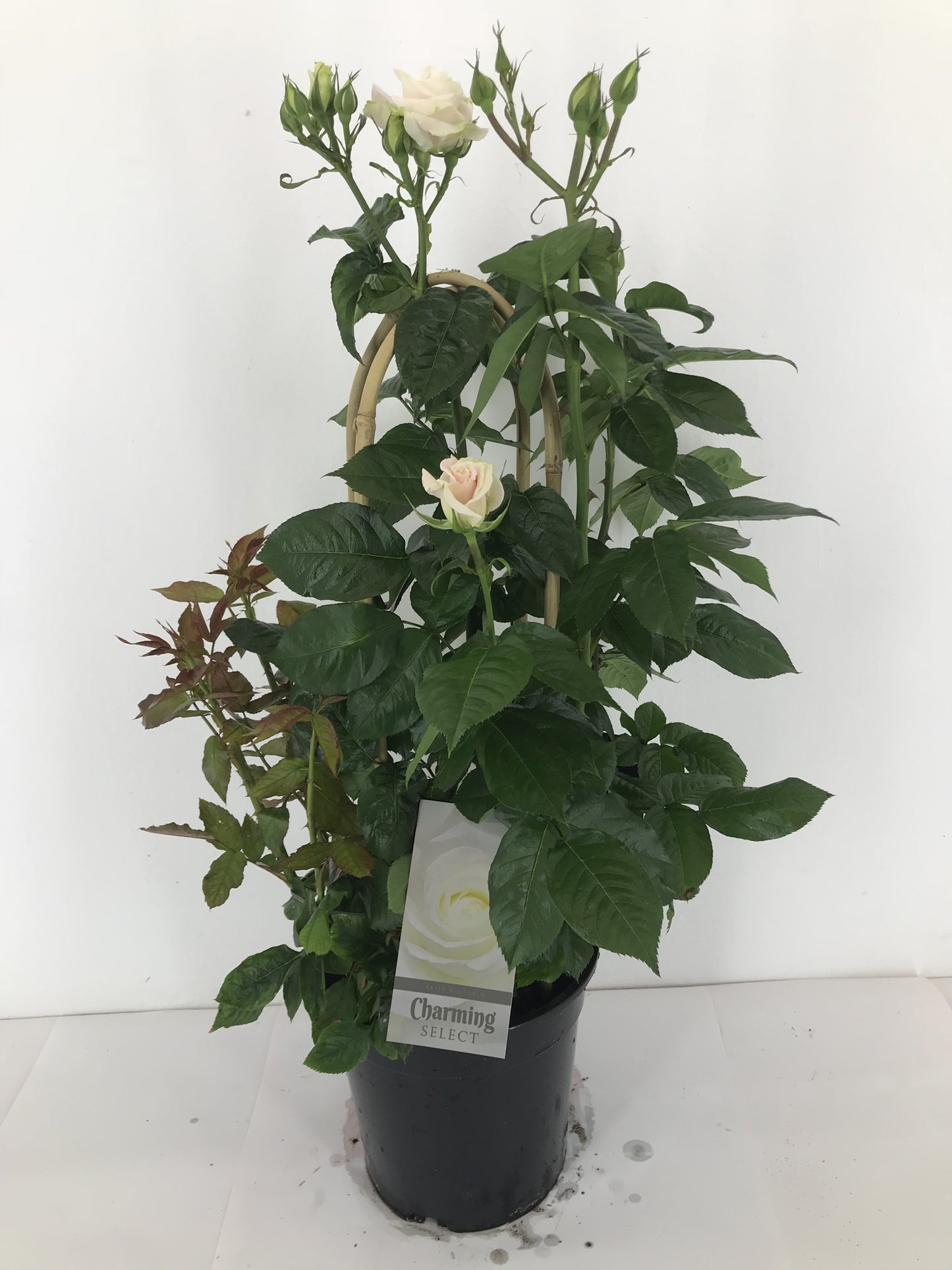 Rosa flor. Charming Select 75cm 22cm Pot