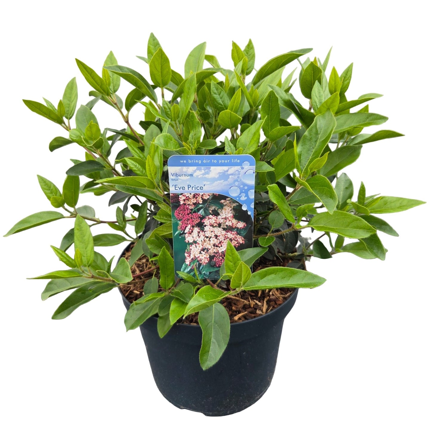 Viburnum tinus Eve Price 55cm 26cm Pot