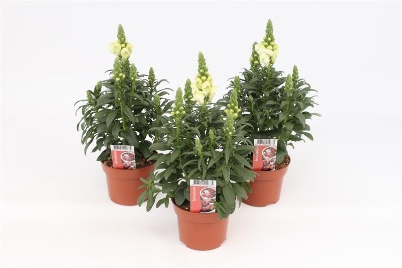 Antirrihinum majus white 35cm 13cm Pot