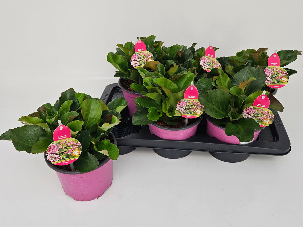 Bergenia cordifolia 42cm 17cm Pot