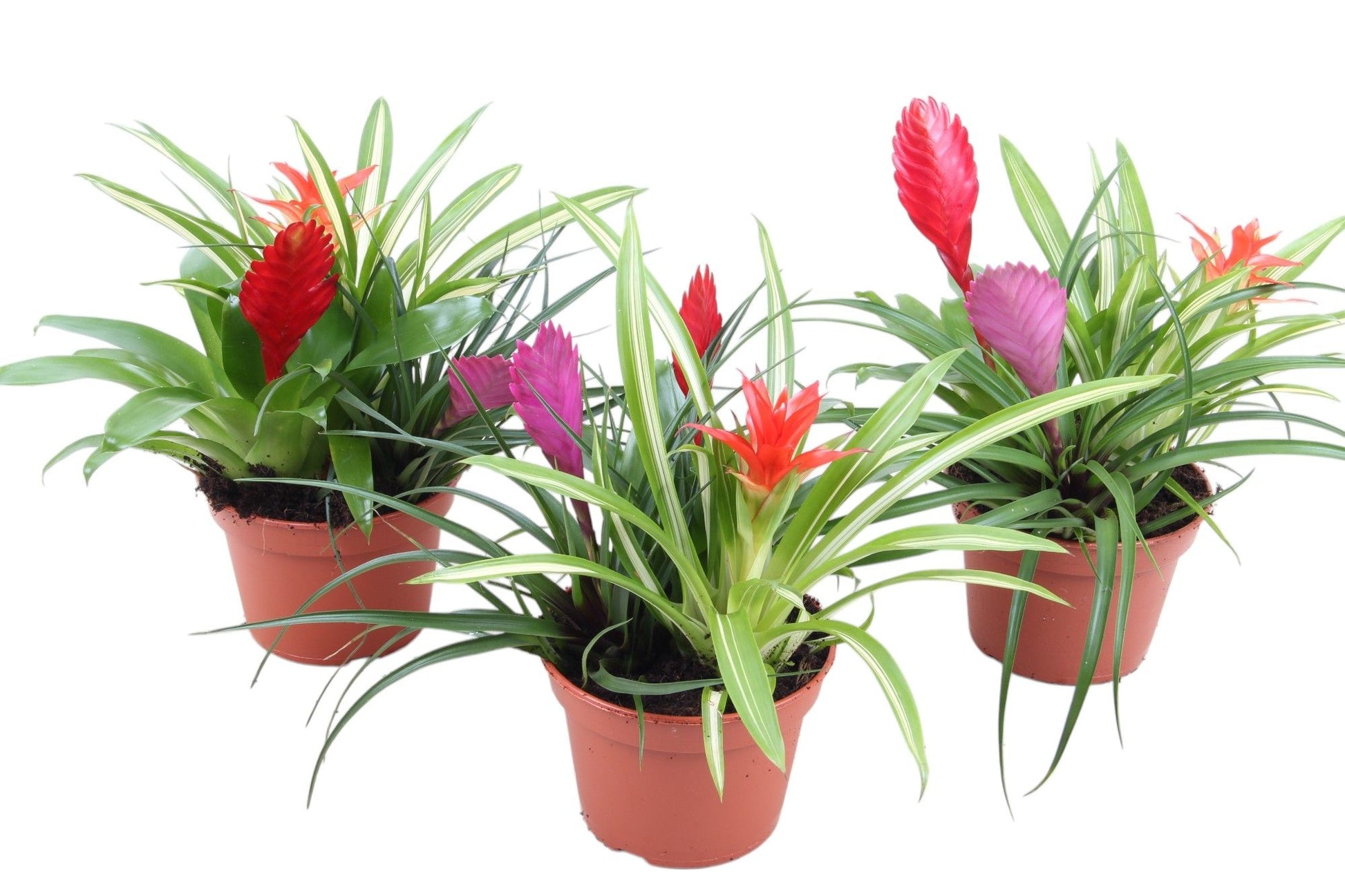 Bromelia mix 30cm 15cm Pot