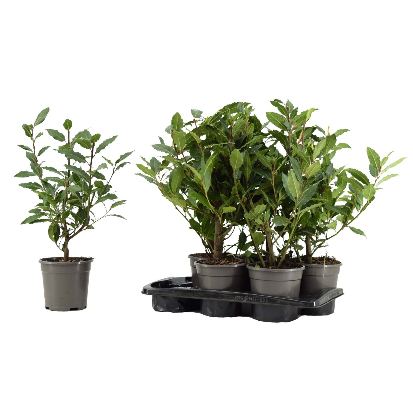 Laurus nobilis 50cm 14cm Pot