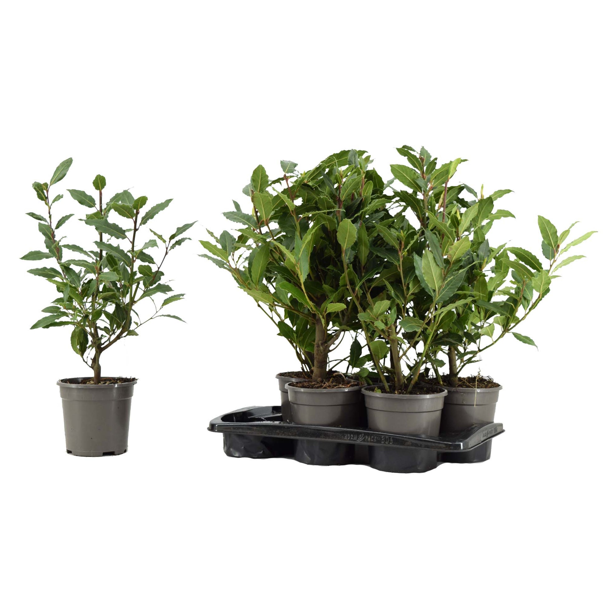 Laurus nobilis 50cm 14cm Pot