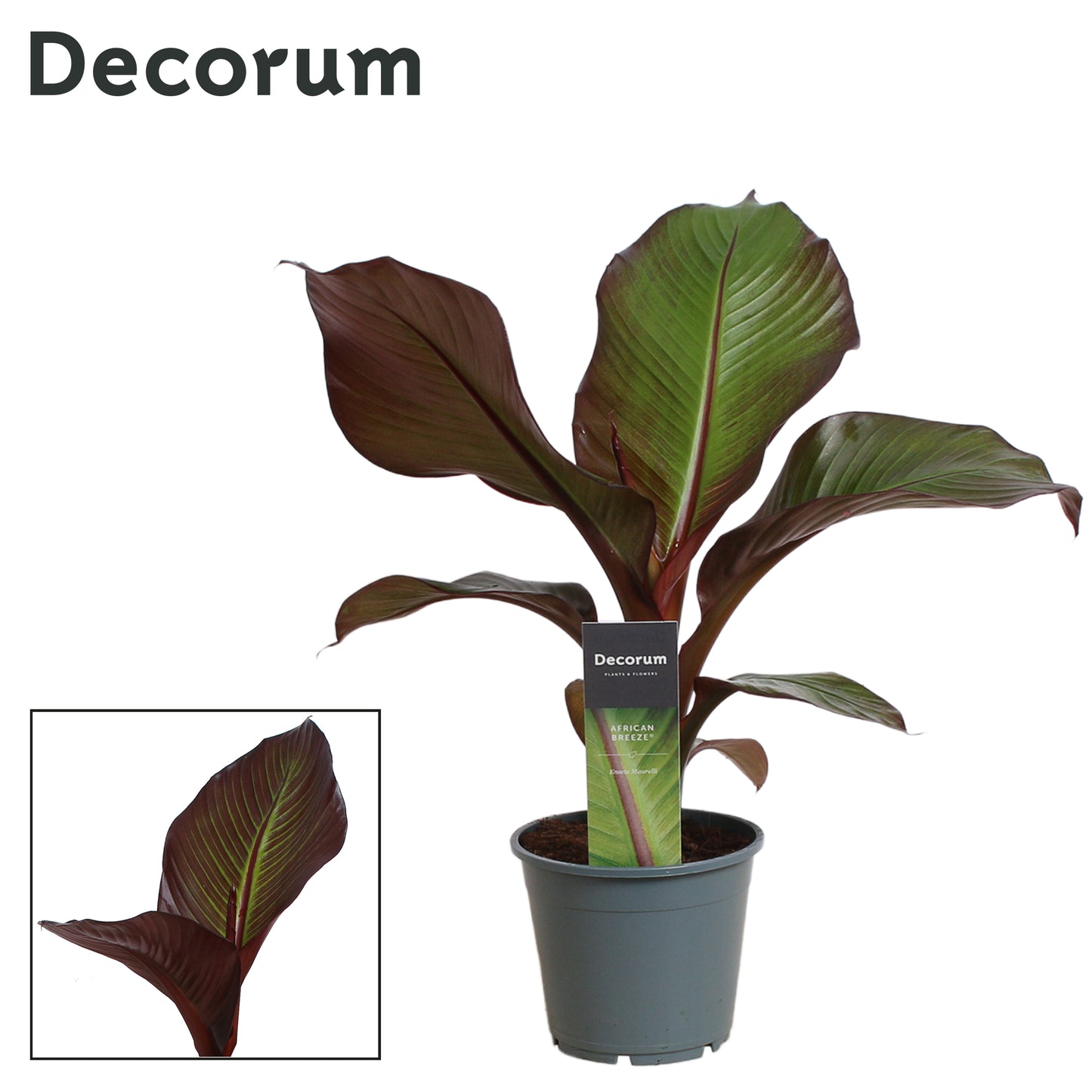 Musa Maurelii 55cm 14cm Pot