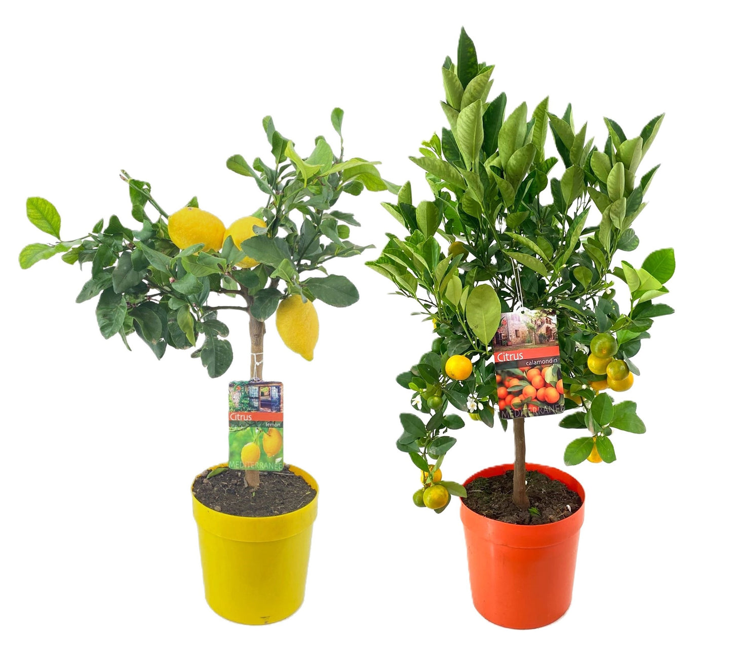 Luiten Kwekerij BV Citrus microcarpa Pack of 18