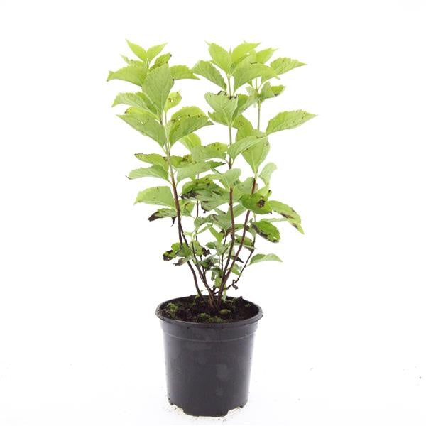 Philadelphus coronarius 10cm 14cm Pot