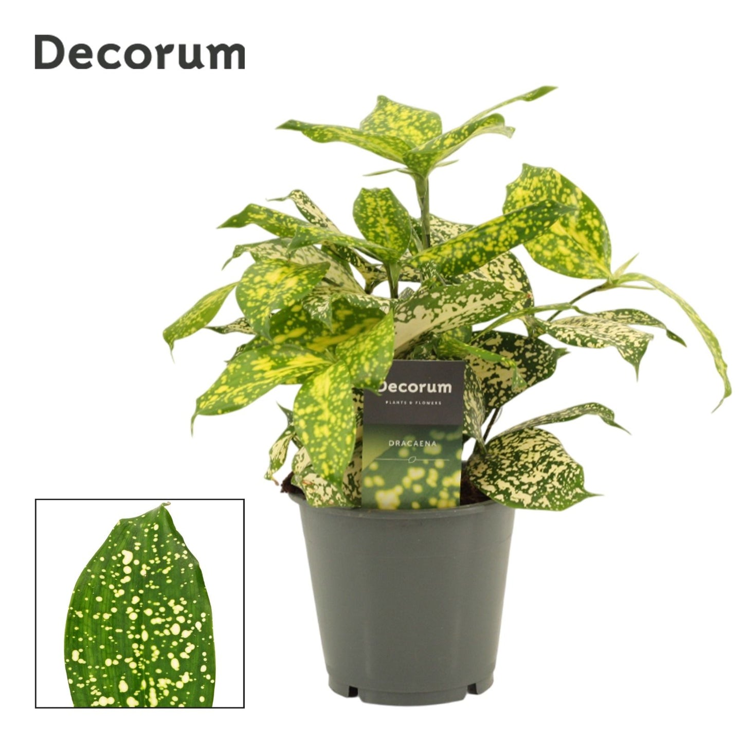 Duijn-Hove BV, kwekerij Dracaena surc. Godsefiana Pack of 10