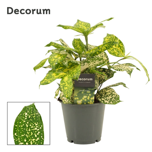 Dracaena surc. Godsefiana 30cm 12cm Pot