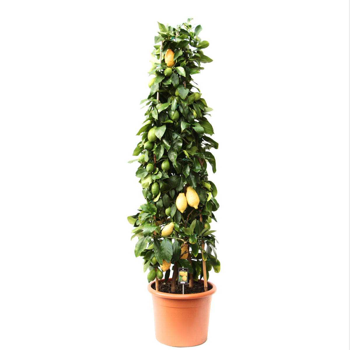 Citrus Lemon pyramid 170cm 35cm Pot