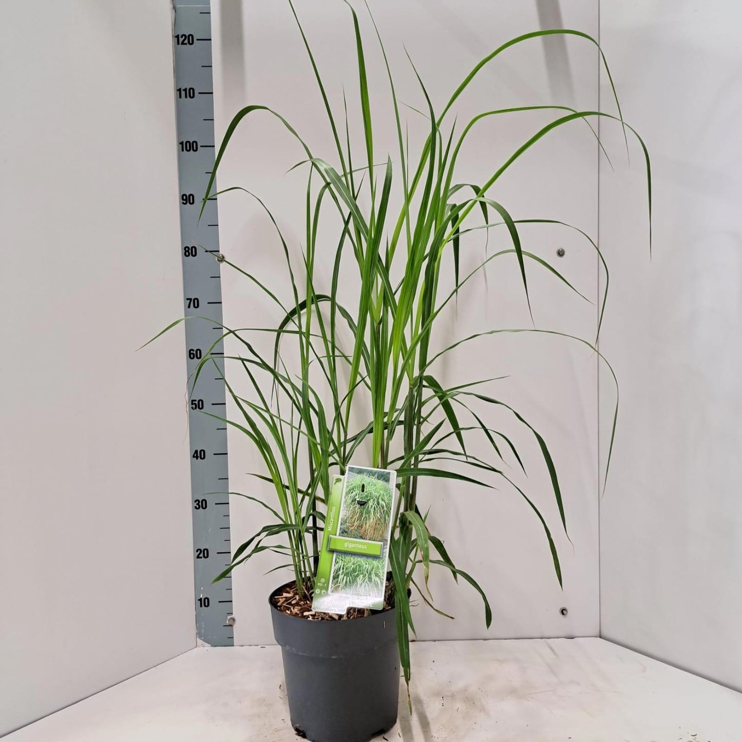 Miscanthus giganteus 115cm 23cm Pot