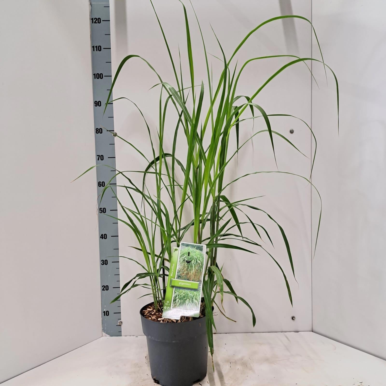Miscanthus giganteus 115cm 23cm Pot