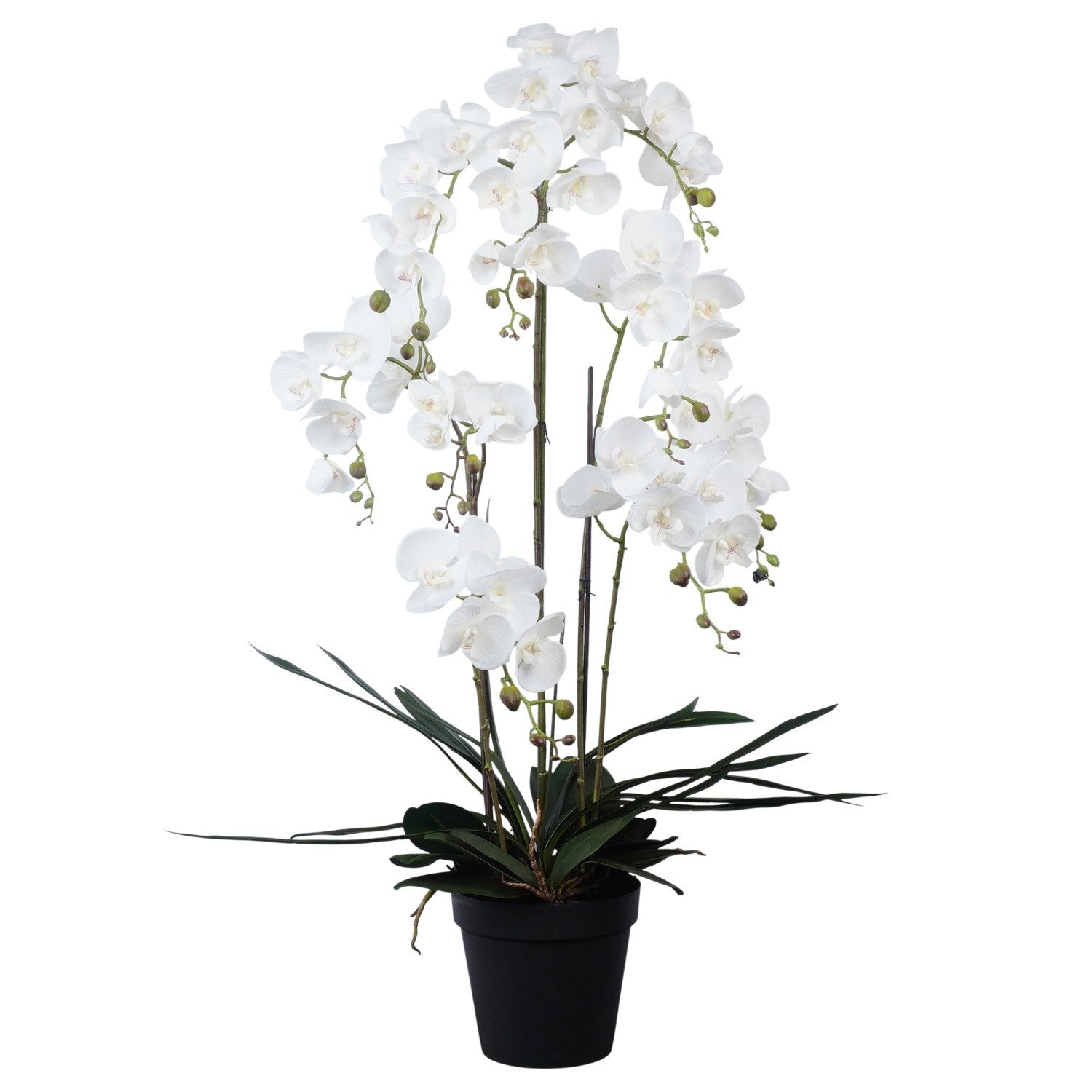 Lilac de chine p kg 120cm 22cm Pot