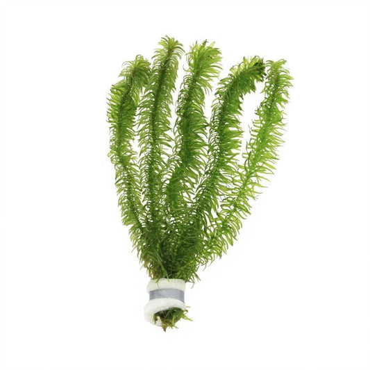 Aquarium plant mix 5cm 2cm Pot