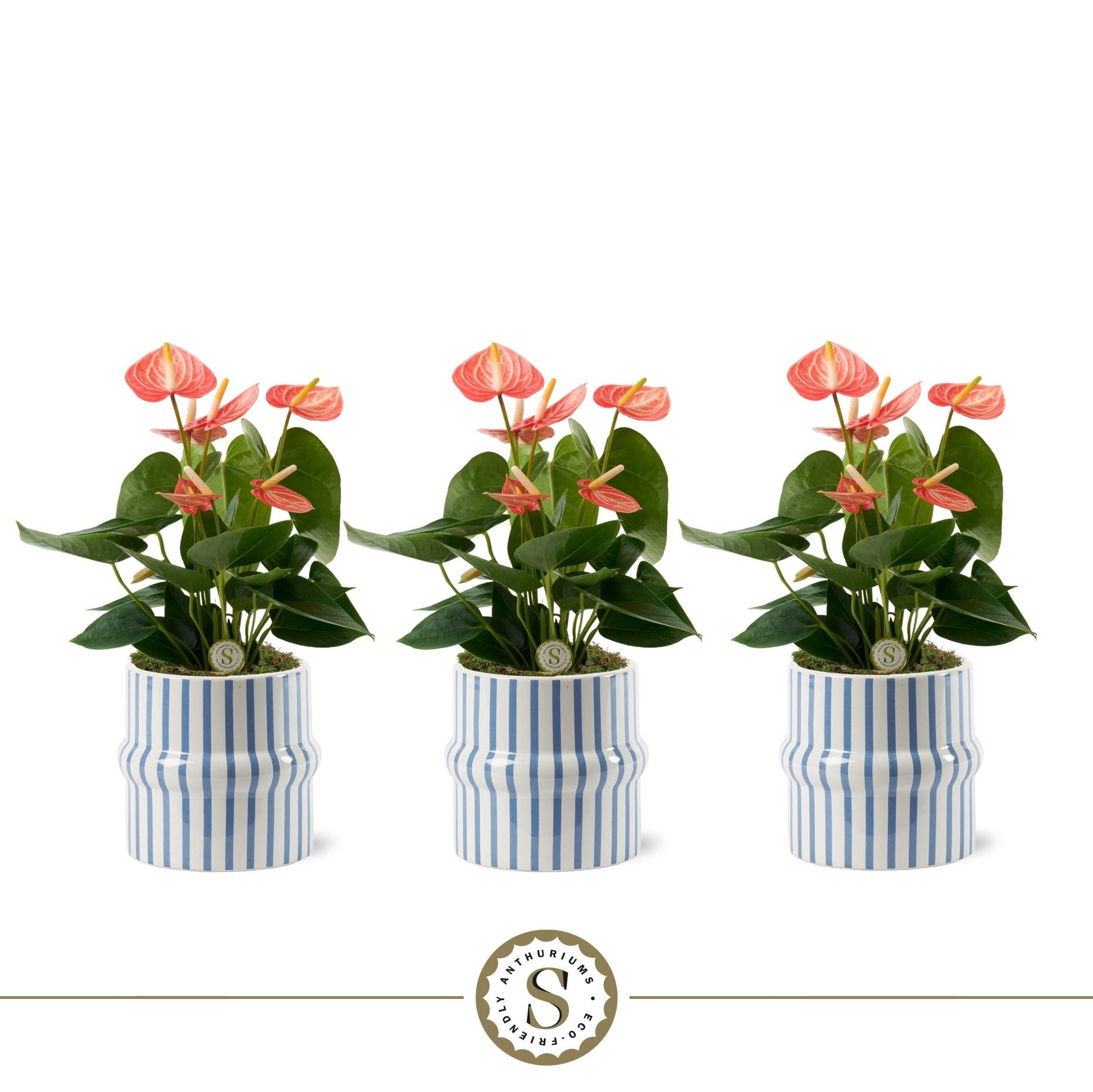 Stolk Brothers BV Anthurium Livium Orange Pack of 6