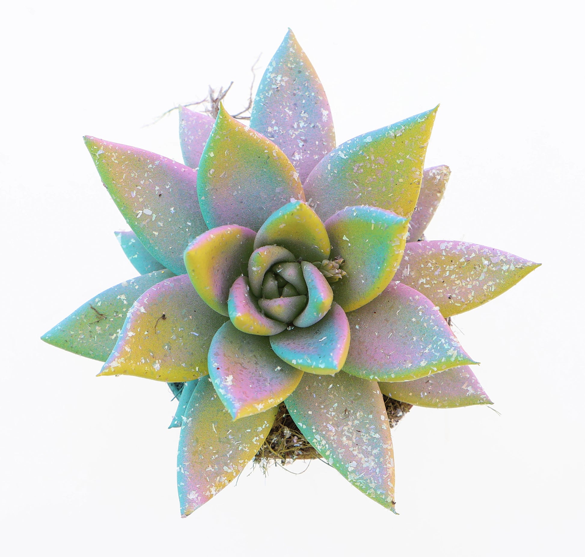 Miranda multi glitter mix 8cm 6cm Pot